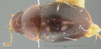 Media type: image;   Entomology 7948 Aspect: habitus dorsal view